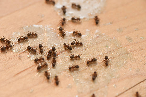 Best Pest Control for Restaurants  in La Nte, MO
