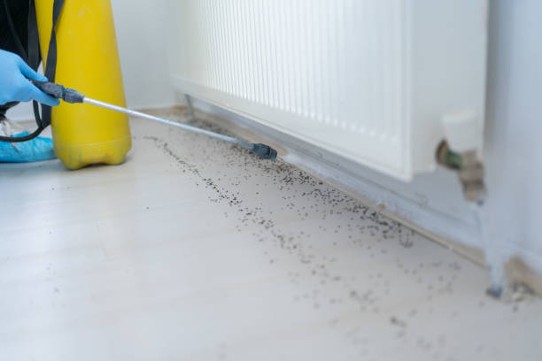 Best Flea Control Services  in La Nte, MO