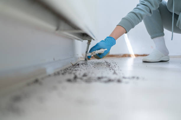 Best Insect Control  in La Nte, MO
